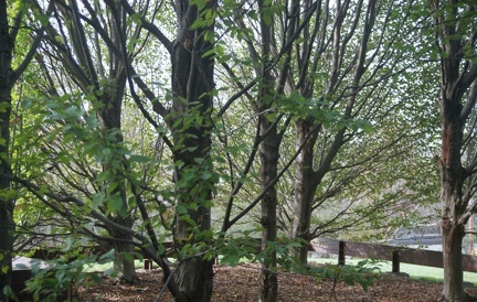 trees