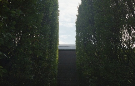 hedge